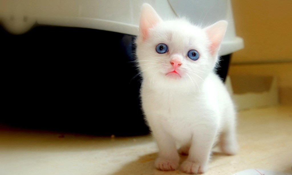 Котенок с голубыми глазами