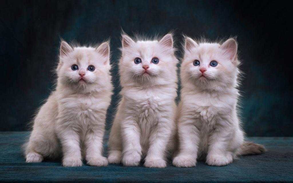 Три белых котенка