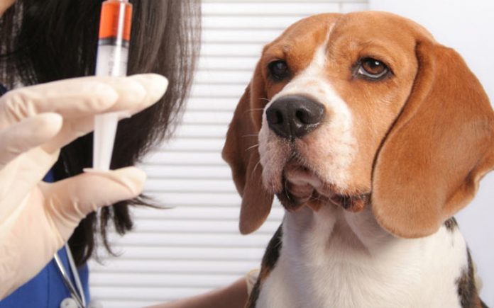 Собака смотрит на шприц с лекарством