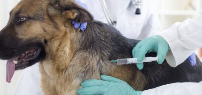 Инъекция собаке в плечо