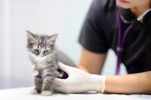 какие прививки нужно делать котенку