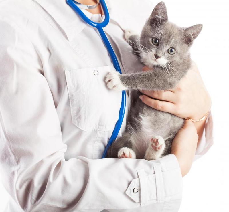 вакцинация котят схема