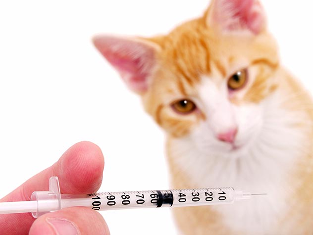 график вакцинации котят