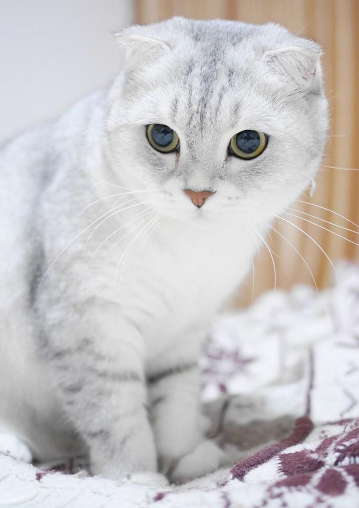 Имя для кошки девочки шотландской: список красивых кличек - Animallist.ru
