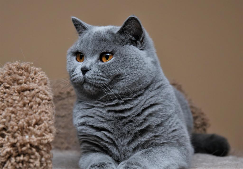 Британская голубая кошка