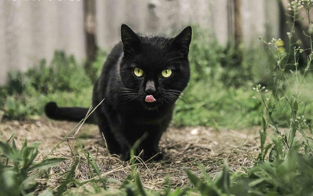 Черный кот облизывается