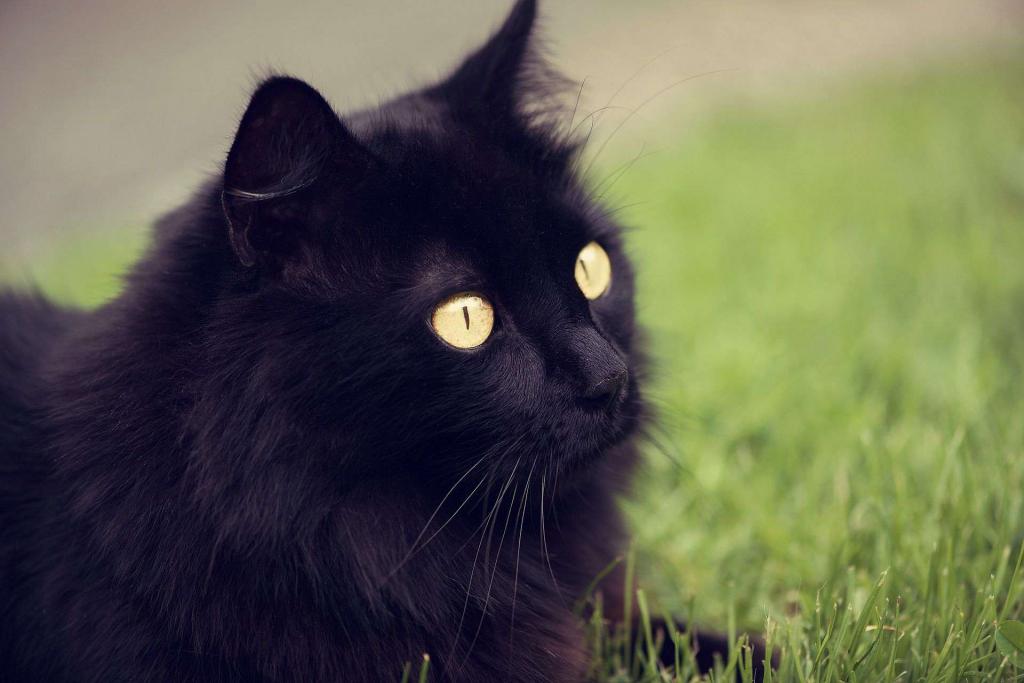 Пушистый черный кот