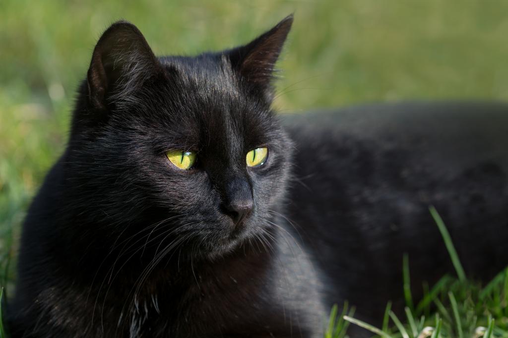 Черный кот на траве