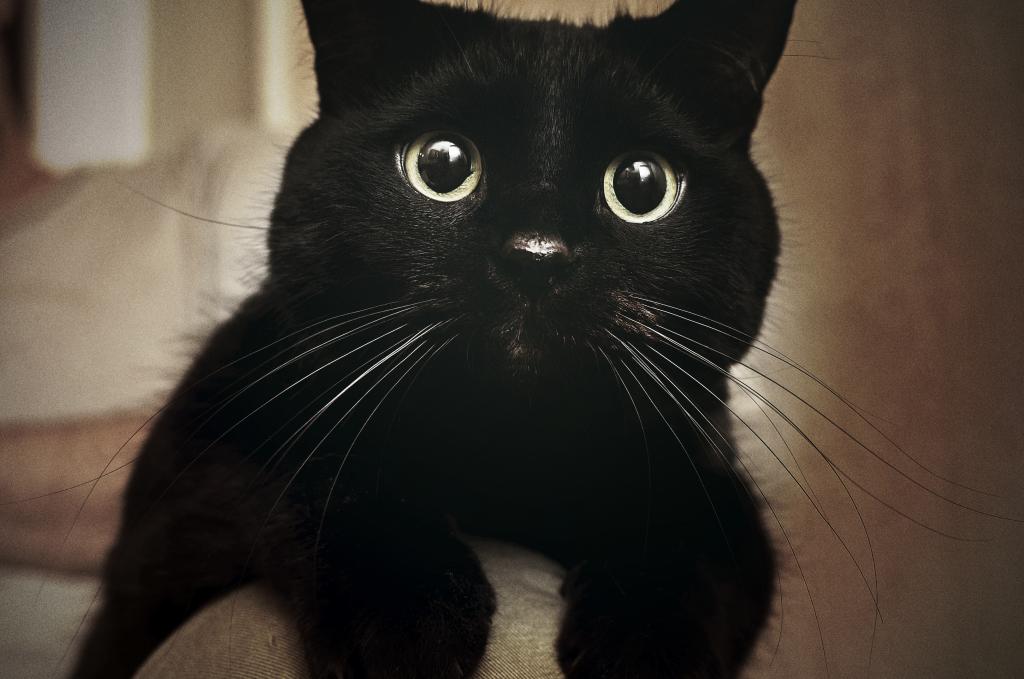Милый черный кот