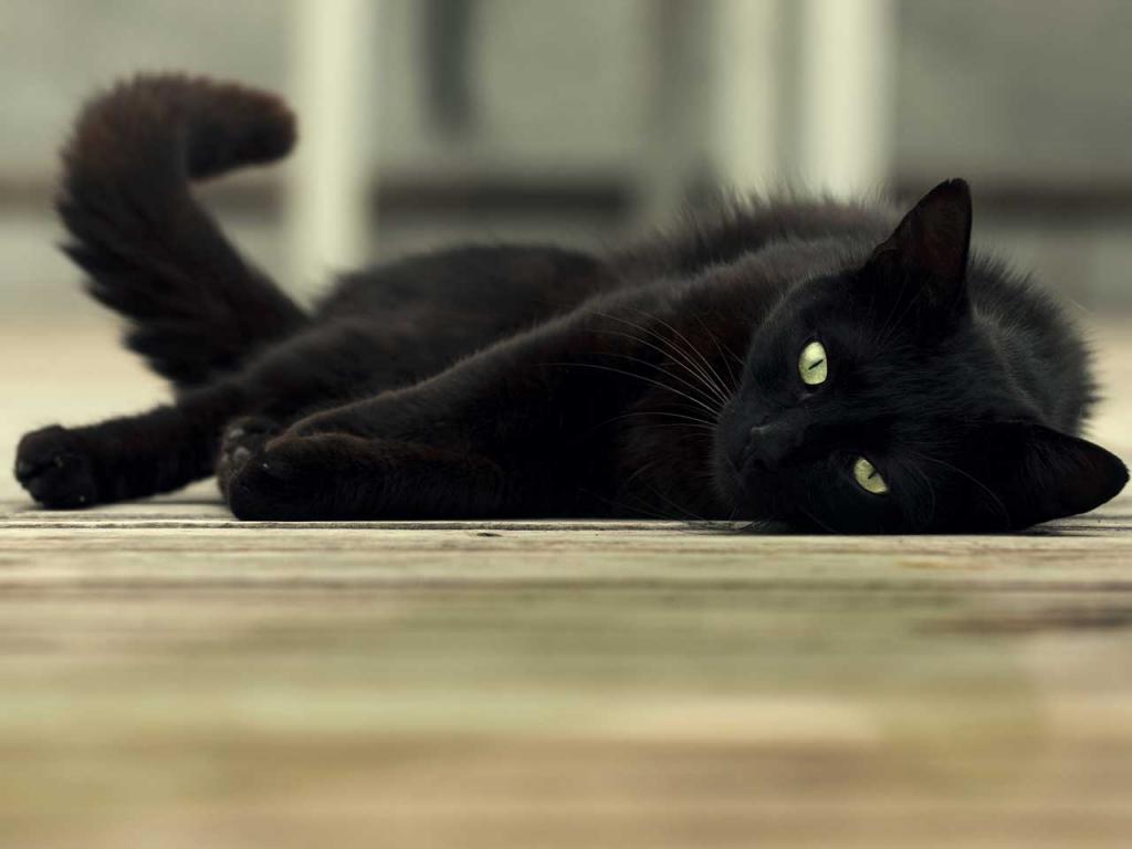 Черный котик лежит