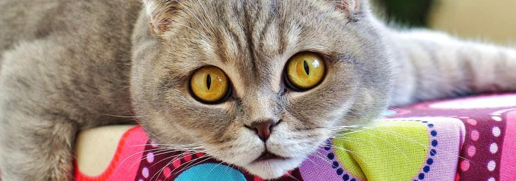 Огромные глаза кошки