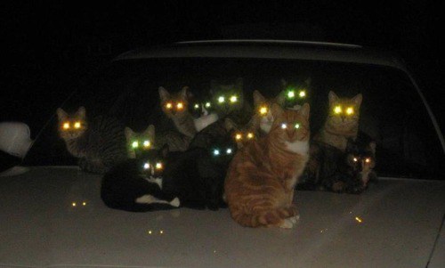 Светящиеся глаза кошки