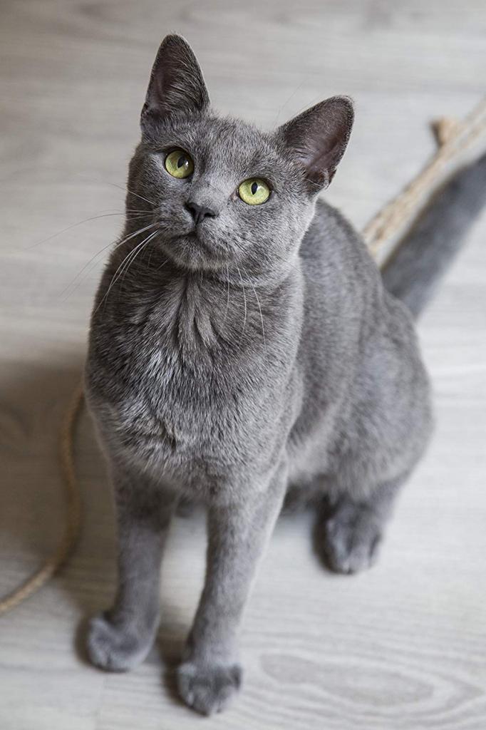 Как назвать серого котенка мальчика: варианты красивых и оригинальных имен  - Animallist.ru
