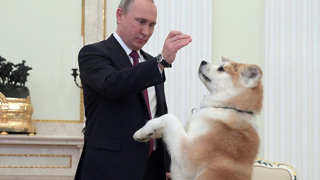Собака Путина по кличке Юмэ