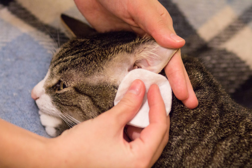 Предварительная очистка кошачьего уха