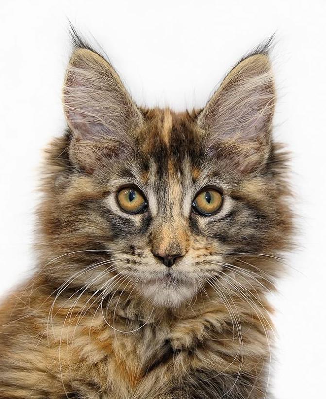 Кот с большими ушами