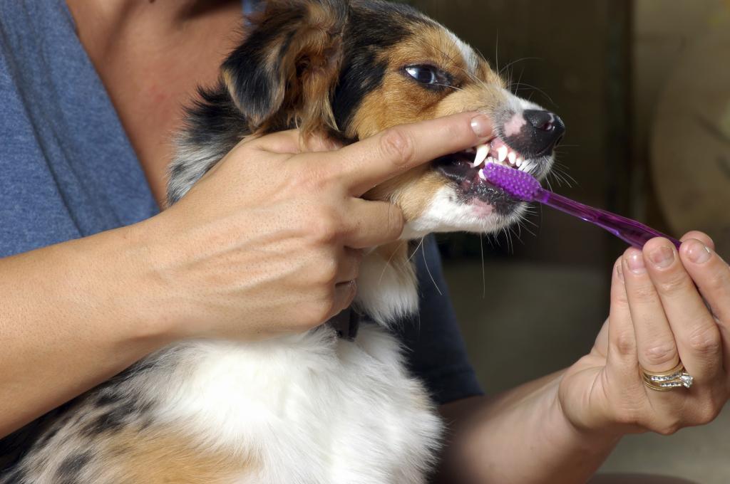 чистка зубов у собак в домашних условиях