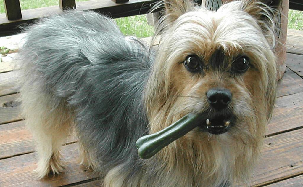 как правильно собаке чистить зубы