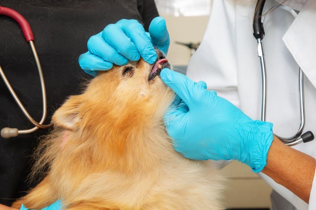 чистка зубов у собак отзывы