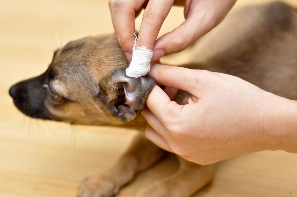 как почистить собаке уши в домашних условиях
