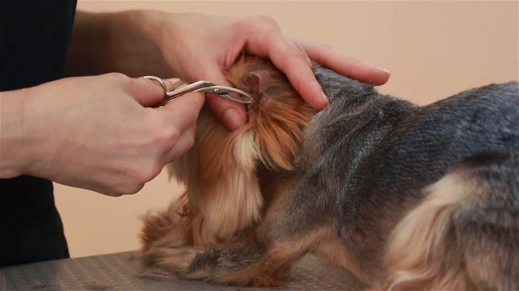 чем можно чистить уши собаке
