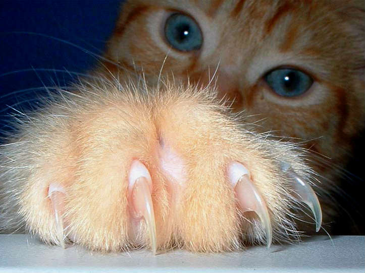 нужно ли точить ногти коту?