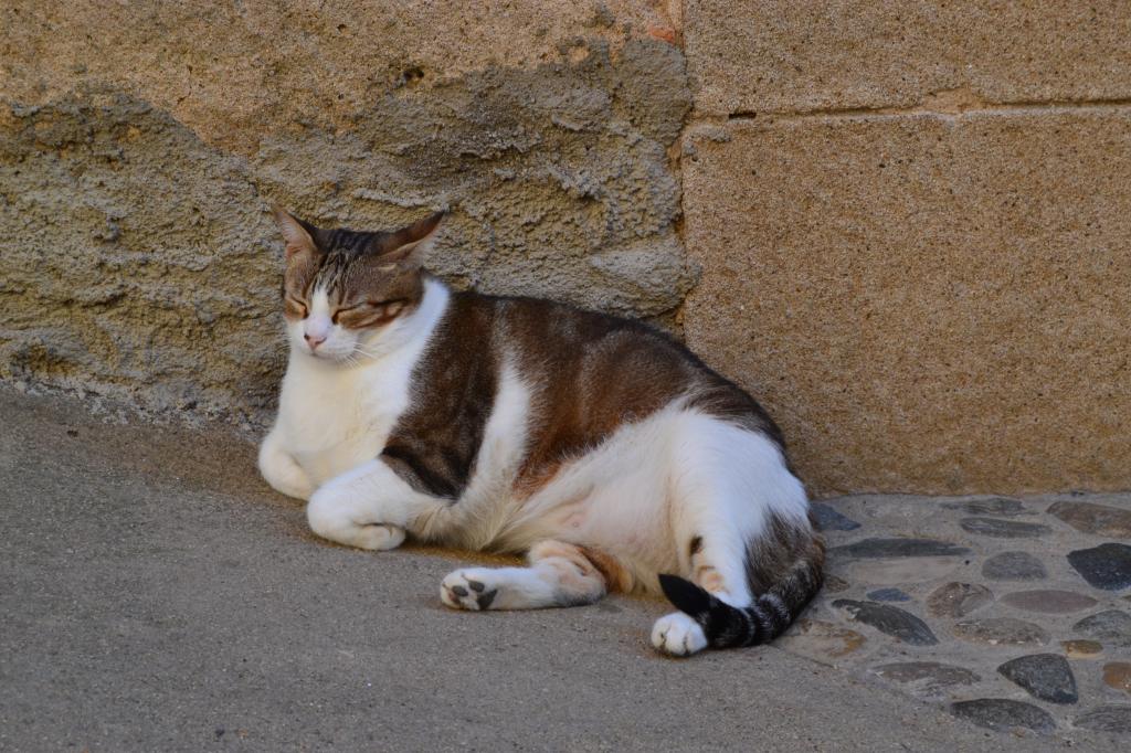 Жирный испанский кот