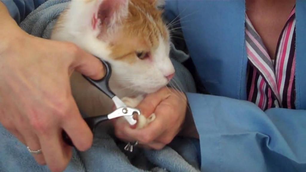 как коту подстричь когти в домашних условиях